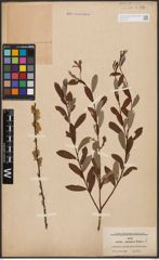 Foto von Salix aurita L. x Salix purpurea L.